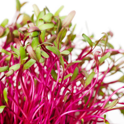 Microgreens