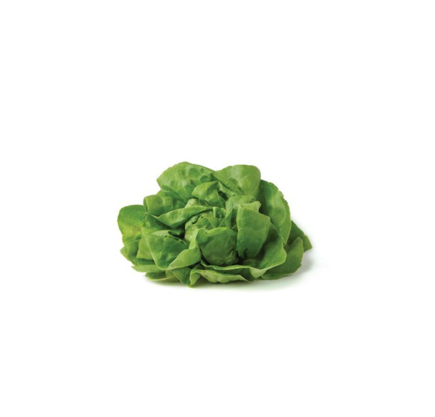 buttehead lettuce
